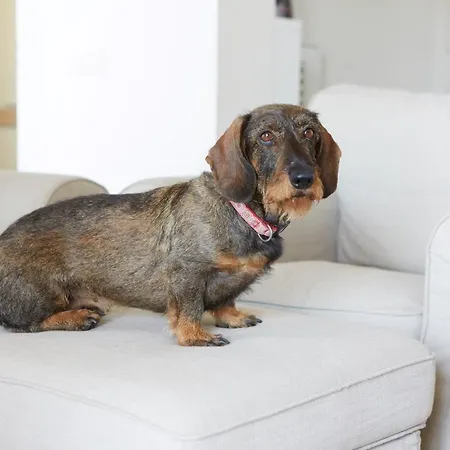 Appartamento Maison Del Bassotto Numana